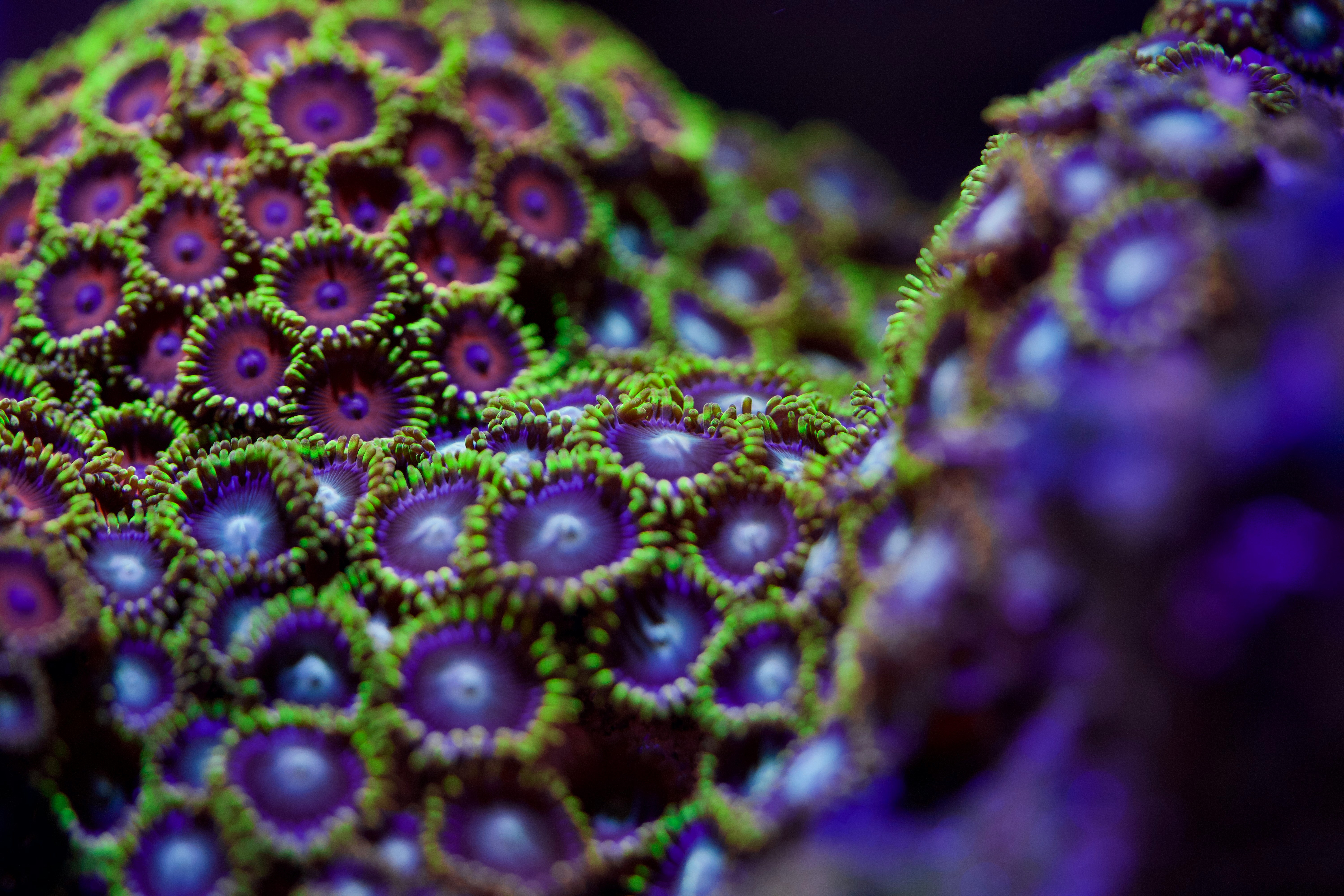 Picture of a coral
